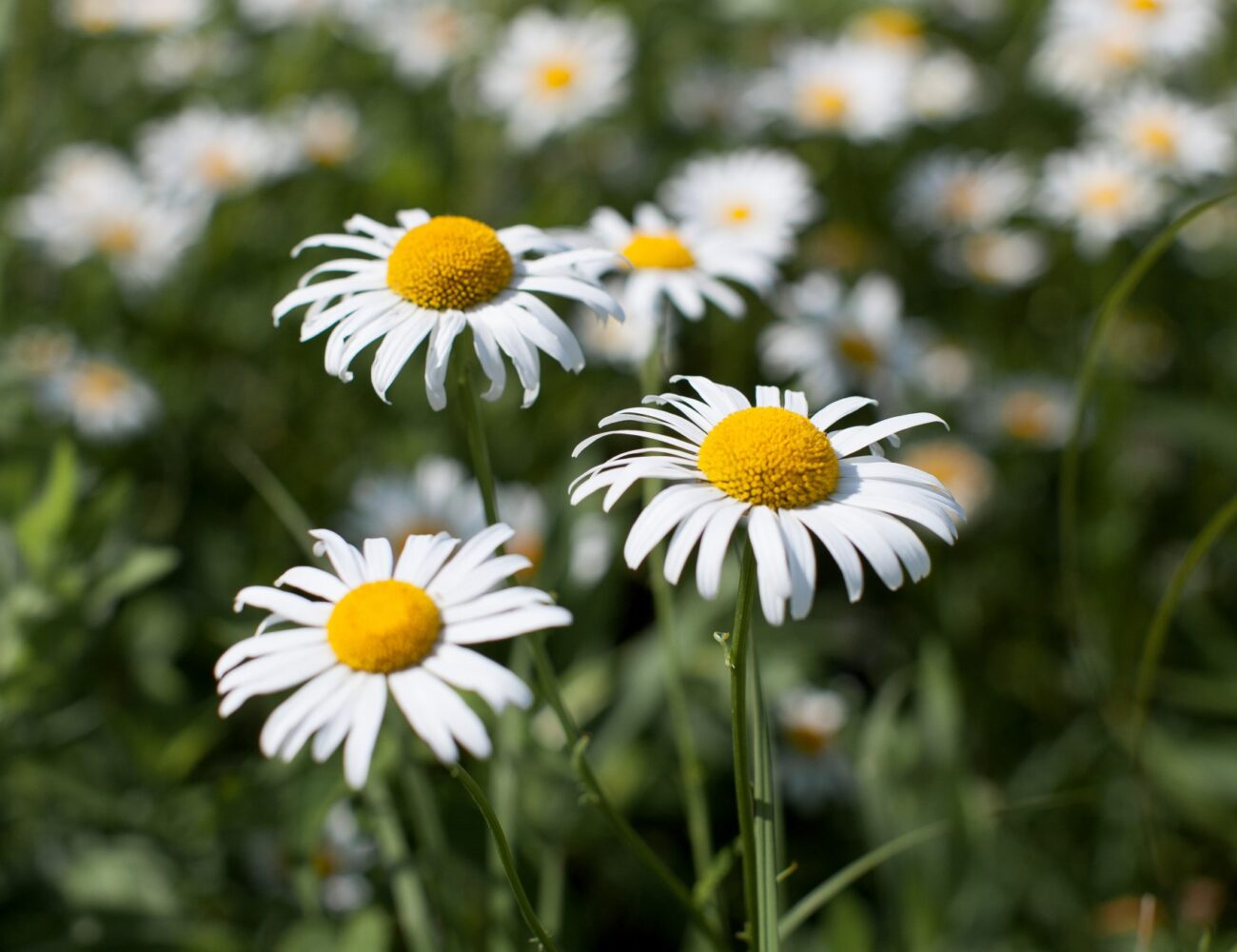 Glenview Farmers Market, June-Oct at Historic Wagner Farm photo 6