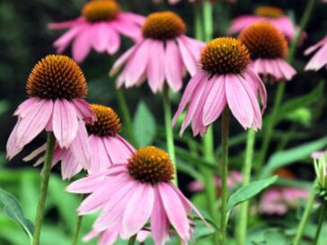GHA Native Plant Sale Weekend
