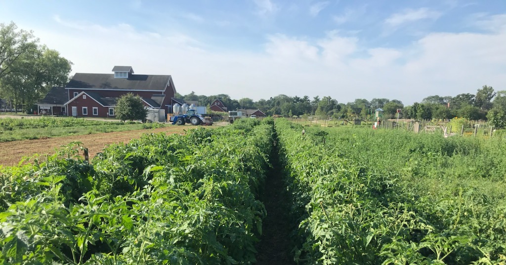 field of green produce